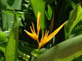 Strelitzia Reginae - bird of paradise Royalty Free Stock Photo