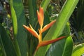 Strelitzia Reginae - bird of paradise Royalty Free Stock Photo