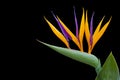 Strelitzia reginae - bird of paradise