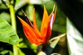 Strelitzia reginae or Bird of Paradise flower against blurry. Sunny summer day Royalty Free Stock Photo