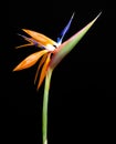 Strelitzia Reginae Bird of Paradise flower