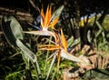 Strelitzia Reginae bird of paradise flower Royalty Free Stock Photo