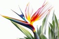 Strelitzia reginae, Bird of paradise flower isolated on white background Royalty Free Stock Photo