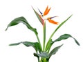 Strelitzia reginae, bird of paradise flower.