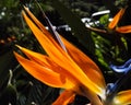 Strelitzia reginae or bird of paradise stunning orange flower Royalty Free Stock Photo