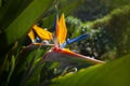 Strelitzia reginae. Blooming flower of the plant strelitzia close up