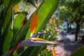 Strelitzia reginae. Blooming flower of the plant strelitzia close up