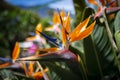 Strelitzia reginae. Blooming flower of the plant strelitzia close up