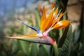 Strelitzia reginae. Blooming flower of the plant strelitzia close up