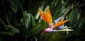 Strelitzia reginae. Blooming flower of the plant strelitzia close up