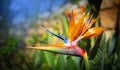 Strelitzia reginae. Blooming flower of the plant strelitzia close up