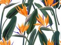 Strelitzia Reginae blossom also known as crane flower or bird of paradise.