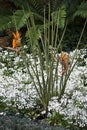 Strelitzia Reginae - Crane Flower Royalty Free Stock Photo