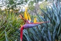 Strelitzia reginae- crane flower or bird of paradise- flowering plant indigenous to South Africa that looks like a bird against Royalty Free Stock Photo