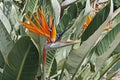 Strelitzia, Strelitzia reginae