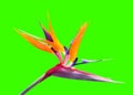 Strelitzia reginae exotic flower isolated. Tropical flora garden blossom bird of paradise Royalty Free Stock Photo