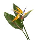 Strelitzia reginae flower, Bird of paradise flower with leaf, Tropical flower isolated on white background, with clipping path Royalty Free Stock Photo