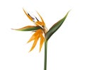 Strelitzia reginae flower, Bird of paradise flower, Tropical flower isolated on white background, with clipping path Royalty Free Stock Photo