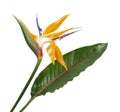 Strelitzia reginae flower, Bird of paradise flower with leaf, Tropical flower isolated on white background, with clipping path Royalty Free Stock Photo