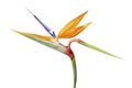 Strelitzia reginae flower, Bird of paradise flower, Tropical flower isolated on white background, with clipping path Royalty Free Stock Photo