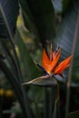 Strelitzia Reginae flower ( buird of paradise flower ) on green leaves background