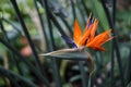 Strelitzia Reginae flower buird of paradise flower on green leaves background