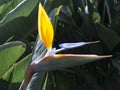 Strelitzia reginae flower close up outdoors Royalty Free Stock Photo