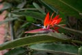 Strelitzia Reginae flower closeup (bird of paradise flower Royalty Free Stock Photo