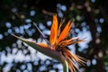 Strelitzia Reginae flower closeup (bird of paradise flower Royalty Free Stock Photo