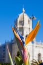 Strelitzia Reginae flower closeup (bird of paradise flower) in Royalty Free Stock Photo