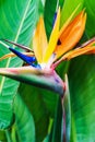 Strelitzia Reginae flower closeup Royalty Free Stock Photo