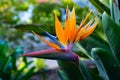 Strelitzia Reginae flower closeup, Bird of paradise flower, Symbol of Madeira island