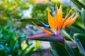 Strelitzia Reginae flower closeup, Bird of paradise flower, Symbol of Madeira island Royalty Free Stock Photo