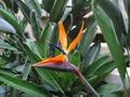 Strelitzia Reginae flower closeup Royalty Free Stock Photo