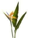 Strelitzia reginae flower with leaves, Bird of paradise flower, Tropical flower isolated on white background, with clipping path Royalty Free Stock Photo