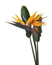 Strelitzia reginae flower with leaves, Bird of paradise flower, Tropical flower isolated on white background, with clipping path Royalty Free Stock Photo