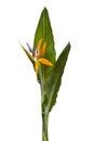 Strelitzia reginae flower with leaves, Bird of paradise flower, Tropical flower isolated on white background, with clipping path Royalty Free Stock Photo