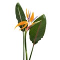 Strelitzia reginae flower with leaves, Bird of paradise flower, Tropical flower isolated on white background, with clipping path Royalty Free Stock Photo