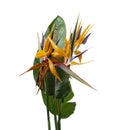 Strelitzia reginae flower with leaves, Bird of paradise flower, Tropical flower isolated on white background, with clipping path Royalty Free Stock Photo