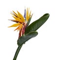 Strelitzia reginae flower with leaves, Bird of paradise flower, Tropical flower isolated on white background, with clipping path Royalty Free Stock Photo