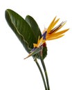 Strelitzia reginae flower with leaves, Bird of paradise flower, Tropical flower isolated on white background, with clipping path Royalty Free Stock Photo