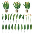 Strelitzia reginae flower and leaves collection. Vector illustration