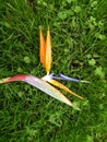 strelitzia reginae