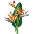 Strelitzia reginae flower on white