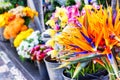 Strelitzia Reginae flowers closeup (bird of paradise flower) at