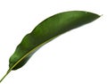 Strelitzia reginae, Heliconia, Bird of paradise foliage isolated on white background, with clipping path