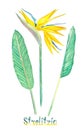 Strelitzia reginae isolated on white hand painted watercolor illustration Royalty Free Stock Photo