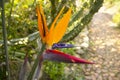 Strelitzia reginae of Kirstenbosch Royalty Free Stock Photo