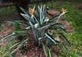 Strelitzia - Bird Of Paradise Royalty Free Stock Photo