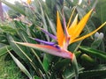 Strelitzia reginae is a monocotyledonous flowering plant indigenous to South Africa, common names include strelitzia, crane Royalty Free Stock Photo